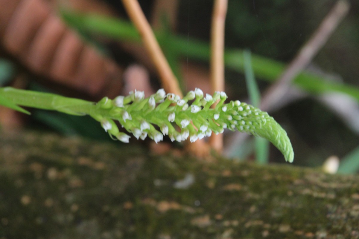 Goodyera procera (Ker Gawl.) Hook.